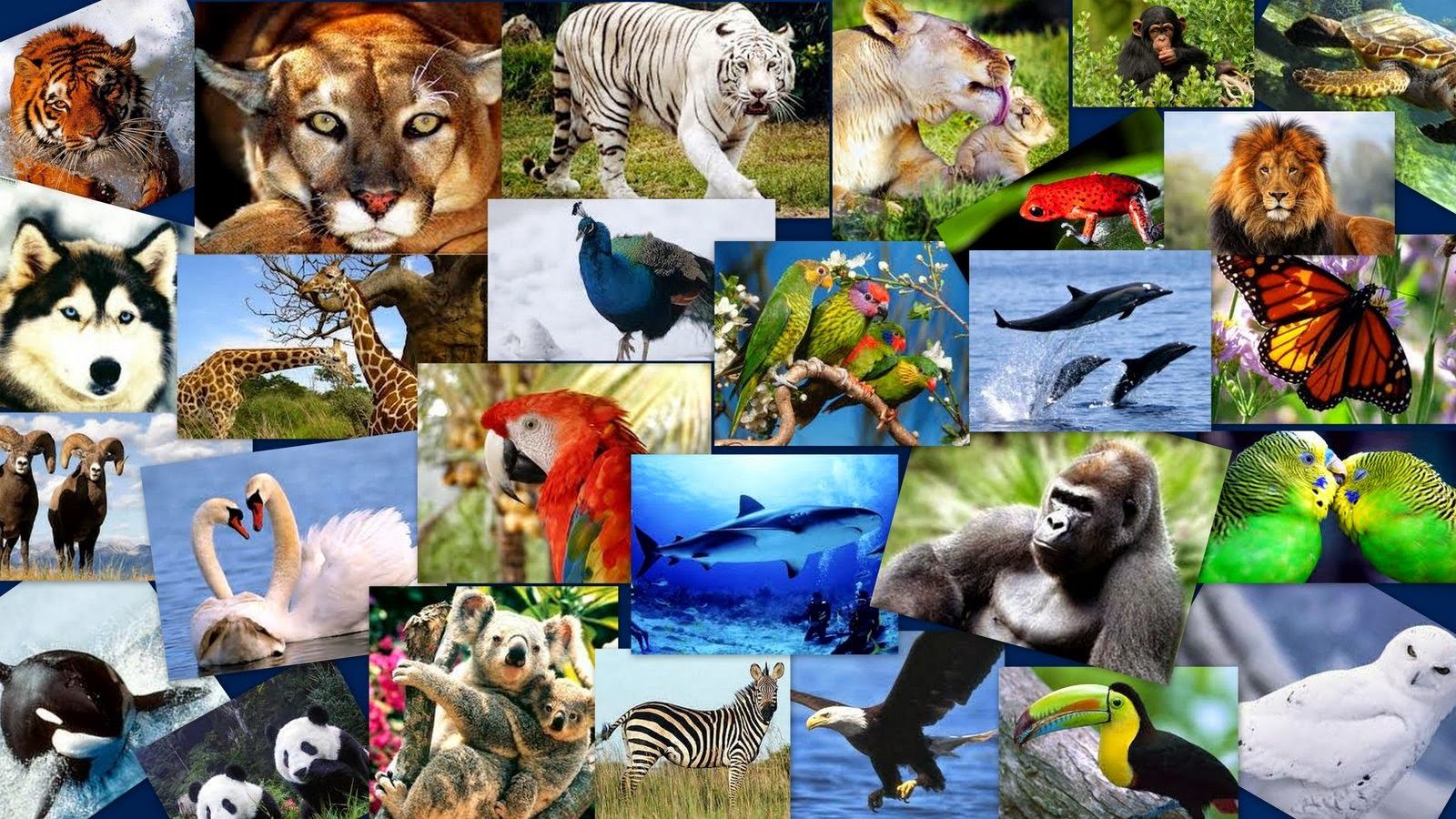 collage de varios animales