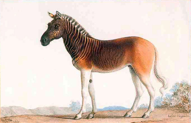 una Quagga