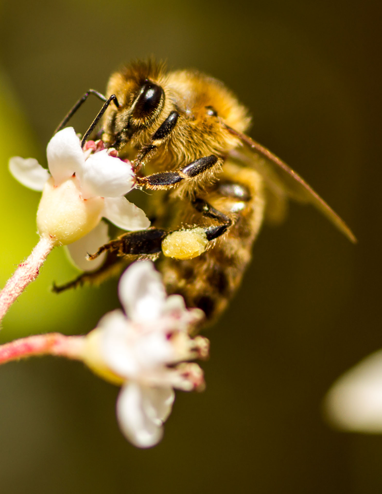 foto de una abeja